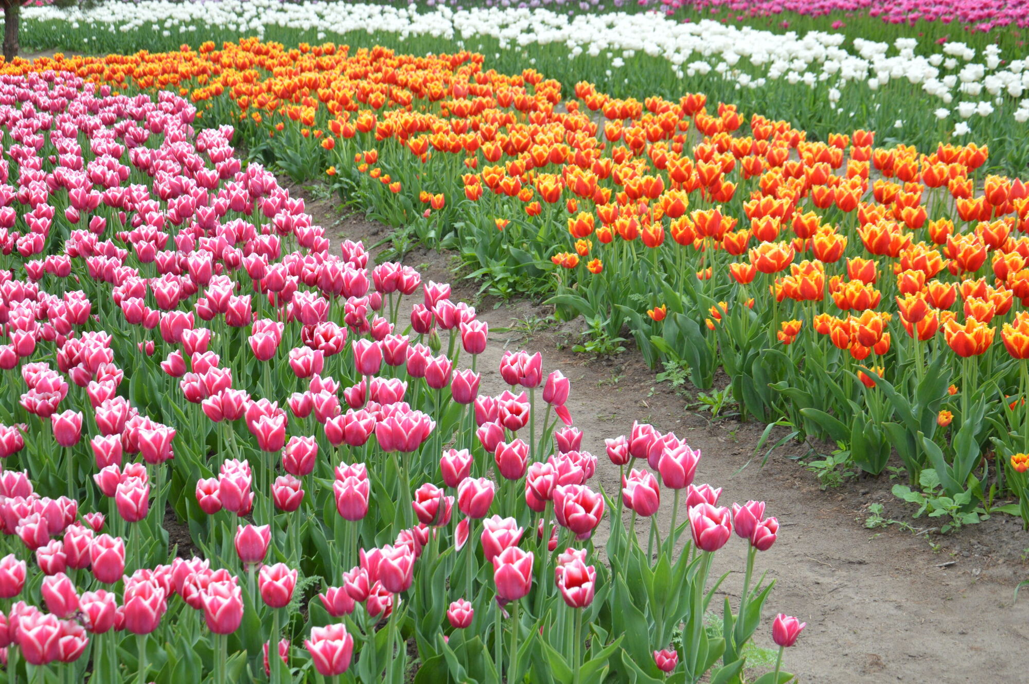 Tulip field